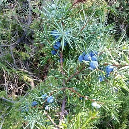 Ca'del Grillo Campsite *